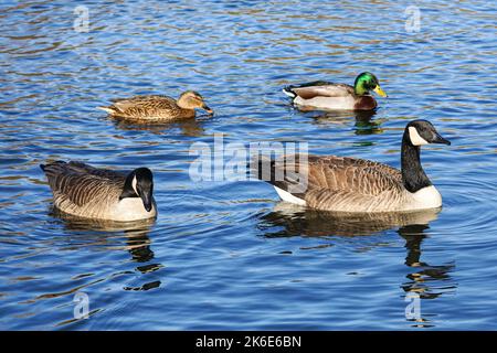 Bernaches du Canada, Branta canadensis, et canards colverts, Anas platyrhynchos, nageant sur un lac Banque D'Images