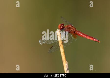 La libellule de scarlet mâle ou l'erythraea de Crocothemis également connu scarlet aslarge, scarlet commun-darter, scarlet darter Banque D'Images