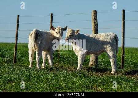 Veau de Shorthorn blanc , dans la campagne Argentine, province de la Pampa, Patagonie, Argentine. Banque D'Images