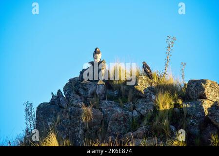 Aigle Buzzard à tête noire, Geranoaetus melanoleucus, prairies des Highlands à Pampa de Achala, parc national de Quebrada del Condorito, Cordoba provincic Banque D'Images