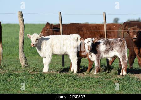 Veau de Shorthorn blanc , dans la campagne Argentine, province de la Pampa, Patagonie, Argentine. Banque D'Images