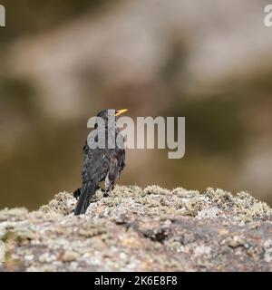 Chiguanco thrush, Turdus chiguanco, prairies des Highlands à Pampa de Achala , Parc national de Quebrada del Condorito, province de Cordoba, Argentine Banque D'Images