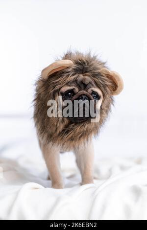 Portrait drôle mignon chien de petit chien drôle en lion costume de carnaval regardant l'appareil photo, animaux domestiques de Noël. Banque D'Images