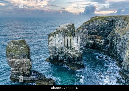 Elegug Stacks sur la côte galloise dans le parc national de la côte du Pembrokeshire, pays de Galles Royaume-Uni Banque D'Images