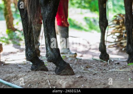 gros plan des jambes d'une mule debout sur le plancher de terre d'un moulin à sucre dans une zone rurale, tout en étant déchargé par le conducteur de mule dans des bottes noires et Banque D'Images