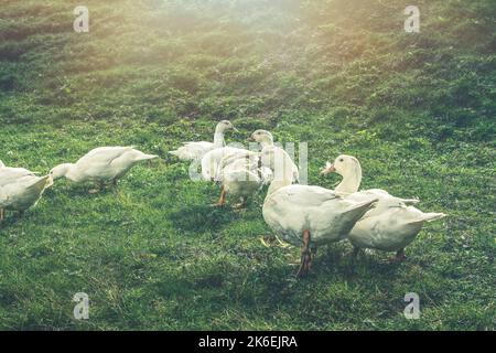 Troupeau d'oies blanches paître sur le champ vert. Photo de haute qualité Banque D'Images