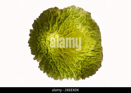 Photographie macro d'une pierre moldavite rétro-éclairée de la république tchèque sur fond blanc. Banque D'Images