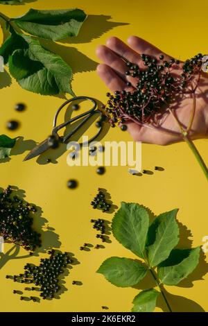 Récolte de baies de sureau.baies de Sambucus.bouquet de baies d'Elderberry et cisaille de jardin entre les mains sur un fond jaune. Banque D'Images