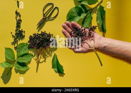 Récolte de baies de sureau.bouquet de baies d'Elderberry et cisaille de jardin dans les mains sur un fond jaune clair.médecine alternative et homéopathie. Banque D'Images