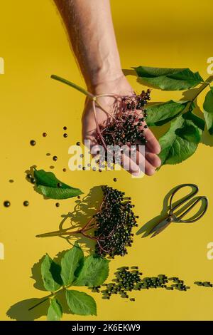 Baies de Sambucus.bouquet d'Elderberry et cisaille de jardin dans les mains sur un fond jaune.médecine alternative et homéopathie. Baies de sureau noir Banque D'Images