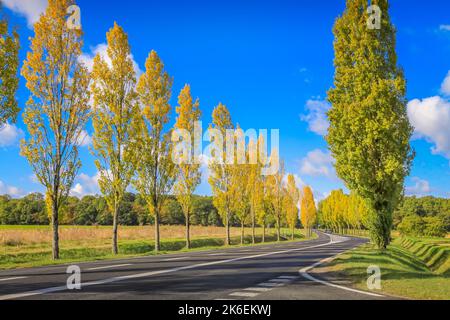 Route à cyprès bordée d'un paysage en rangée dans la campagne française Banque D'Images