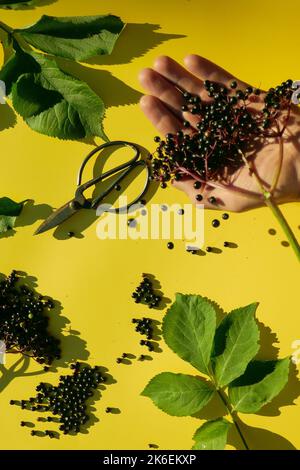 Récolte de baies de sureau.baies de Sambucus.bouquet de baies d'Elderberry et cisaille de jardin entre les mains sur fond jaune.médecine alternative et homéopathie. Banque D'Images