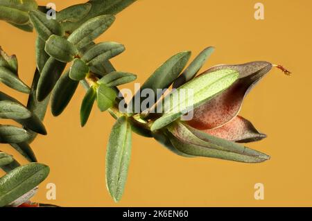 Vue super macro sur la fleur et le feuillage de Darwinia (Darwinia citriodora), senteur au citron. Usine australienne. Banque D'Images