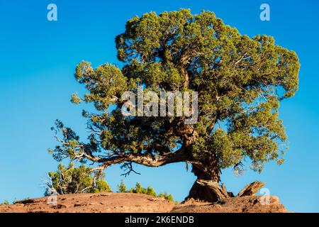 Lonely Juniper Tree dans Utah Park avec ciel bleu , États-Unis Banque D'Images