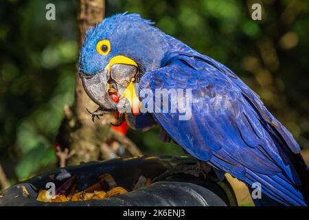 Jacinthe macaw, arara bleu manger à Pantanal, Brésil Banque D'Images