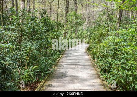 Chemin de promenade menant aux chutes de Dingmans, dans le Delaware Water Gap National Recreation Area, Pennsylvanie Banque D'Images