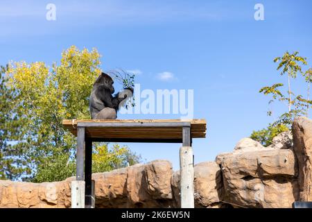 Gorilla Dante, Biopark Zoo, Albuquerque, Nouveau-Mexique Banque D'Images