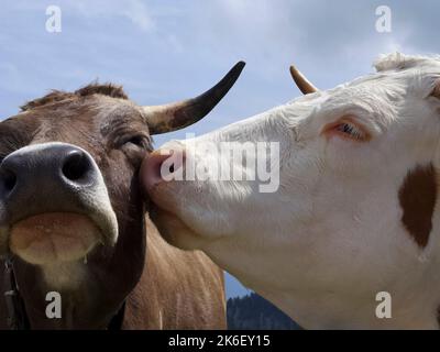 Lisser les vaches alpines, gros plan, Bavière, Allemagne Banque D'Images