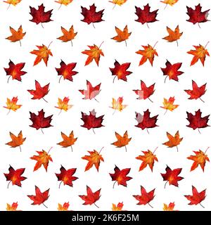 Motif aquarelle sans couture avec feuillage d'érable jaune et rouge d'automne sur fond gris. Illustration de la feuille d'érable botanique. Modèle de tissu. Banque D'Images