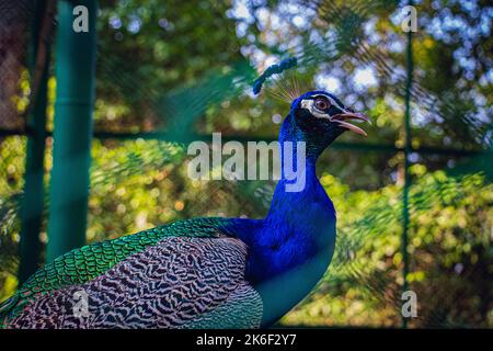 Portrait d'un beau paon avec des plumes dans un parc safari Banque D'Images