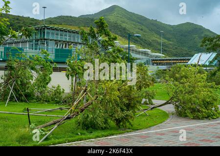 Arbres abattus par le typhon Vicente, Sunny Bay, île Lantau, Hong Kong, juillet 2012 Banque D'Images