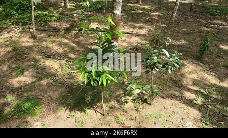 Vue sur le sol d'une plantation de caoutchouc enlevé de mauvaises herbes au Sri Lanka avec des cultures supplémentaires comme la cannelle, Gyrinops Walla plantes croissant entre les a vides Banque D'Images