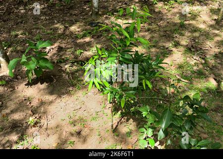 Vue sur le sol d'une plantation de caoutchouc au Sri Lanka avec des cultures supplémentaires comme la cannelle, le Teak, Gyrinops Walla plantes qui poussent entre la zone vide de Banque D'Images