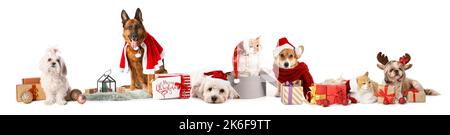 Ensemble d'animaux mignons en chapeaux de père Noël et avec des cadeaux de Noël isolés sur blanc Banque D'Images