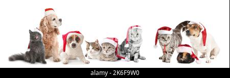 Ensemble d'animaux mignons en chapeaux de père Noël isolés sur blanc Banque D'Images