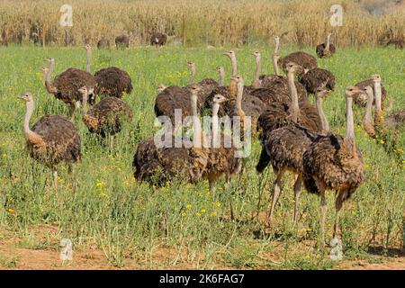 Les autruches (Struthio camelus) sur une ferme d'autruches, région du Karoo, Western Cape, Afrique du Sud Banque D'Images