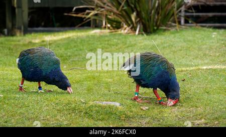 Une paire de Takahe portant des trackers radio paître près de Gouland Downs Hut, des oiseaux rares et menacés, parc national de Kahurangi, Aotearoa / Nouvelle-Zélande Banque D'Images