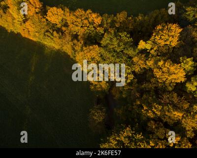 un drone aérien s’est envolté au-dessus de la forêt en automne Banque D'Images