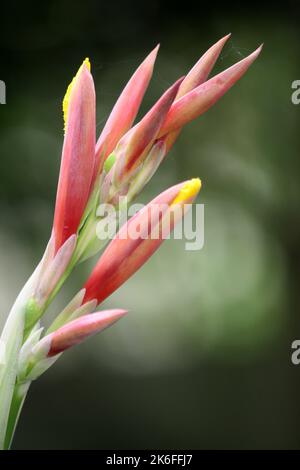 Grenaille indienne (Canna indica) bourgeons sur le point de fleurir dans un jardin : (pix SShukla) Banque D'Images