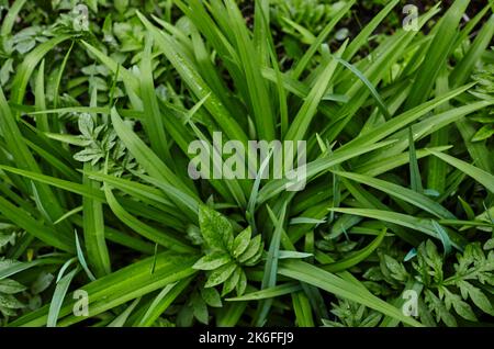 Image floue de la végétation des feuilles au jardin. Feuillage vert foncé, arrière-plan de la nature Banque D'Images