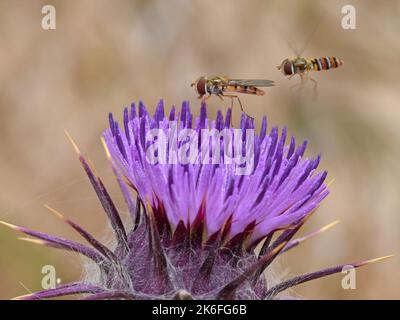 Hover fly sur thorn Banque D'Images