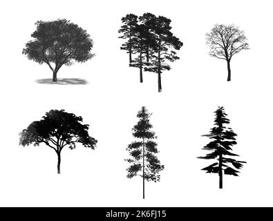 Ensemble décoratif avec arbres et forme d'arbre. Tracé de contour avec arbre et forêt. Banque D'Images