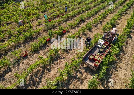 Drone voir photo d'un tracteur dans un domaine viticole avec des personnes travaillant Banque D'Images