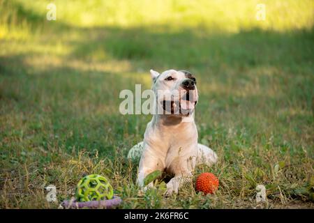 Joyeux chien allongé à côté de trois jouets à l'extérieur Banque D'Images