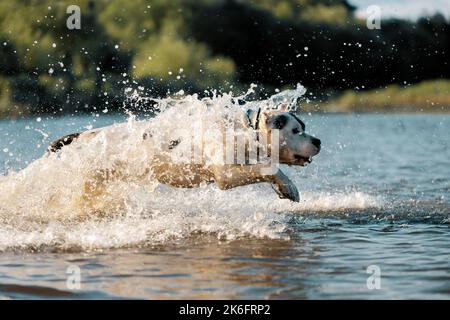 American Staffordshire Terrier sautant dans l'eau, vue latérale Banque D'Images