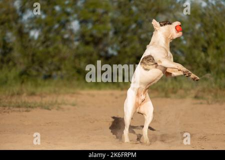 American Staffordshire Terrier avec une boule rouge à la bouche sur les pattes arrière sur le sable Banque D'Images