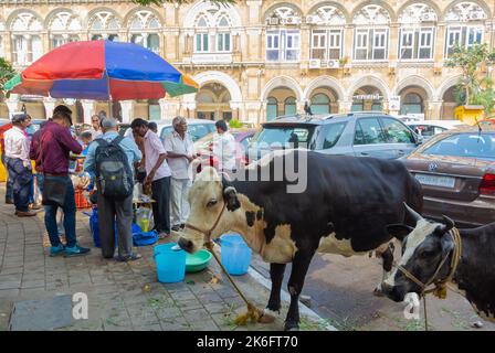 Mumbai, Maharashtra, Inde du Sud, 31th décembre 2019 : vaches et populations locales dans la rue. Banque D'Images