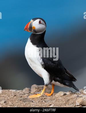 Profil de l'Atlantic Puffin sur fond bleu de mer Banque D'Images