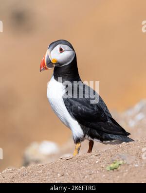 Profil de Atlantic Puffin sur fond naturel Banque D'Images