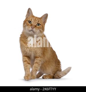 Chat de maison rouge doux pour adultes, debout face à l'avant sur le bord. Regarder vers l'appareil photo avec de beaux yeux verts. Isolé sur un fond blanc. Banque D'Images