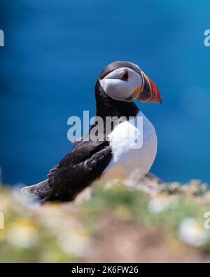 Profil de l'Atlantic Puffin sur fond bleu de mer Banque D'Images