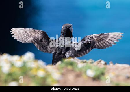 Un macareux de l'Atlantique avec des ailes étirées Banque D'Images