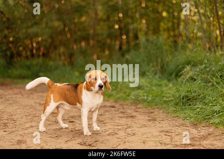 Beagle anglais debout sur la route de campagne en forêt Banque D'Images