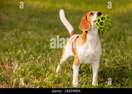 Un bon beagle avec une balle dans la bouche sur l'herbe Banque D'Images