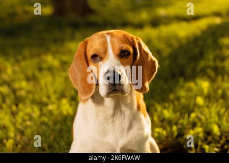 Chien mignon assis sur l'herbe au coucher du soleil et regardant l'appareil photo, gros plan portrait Banque D'Images