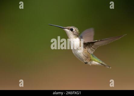 Colibri à gorge rubis, femelle, planant avec la langue vers l'extérieur, regardant à gauche Banque D'Images